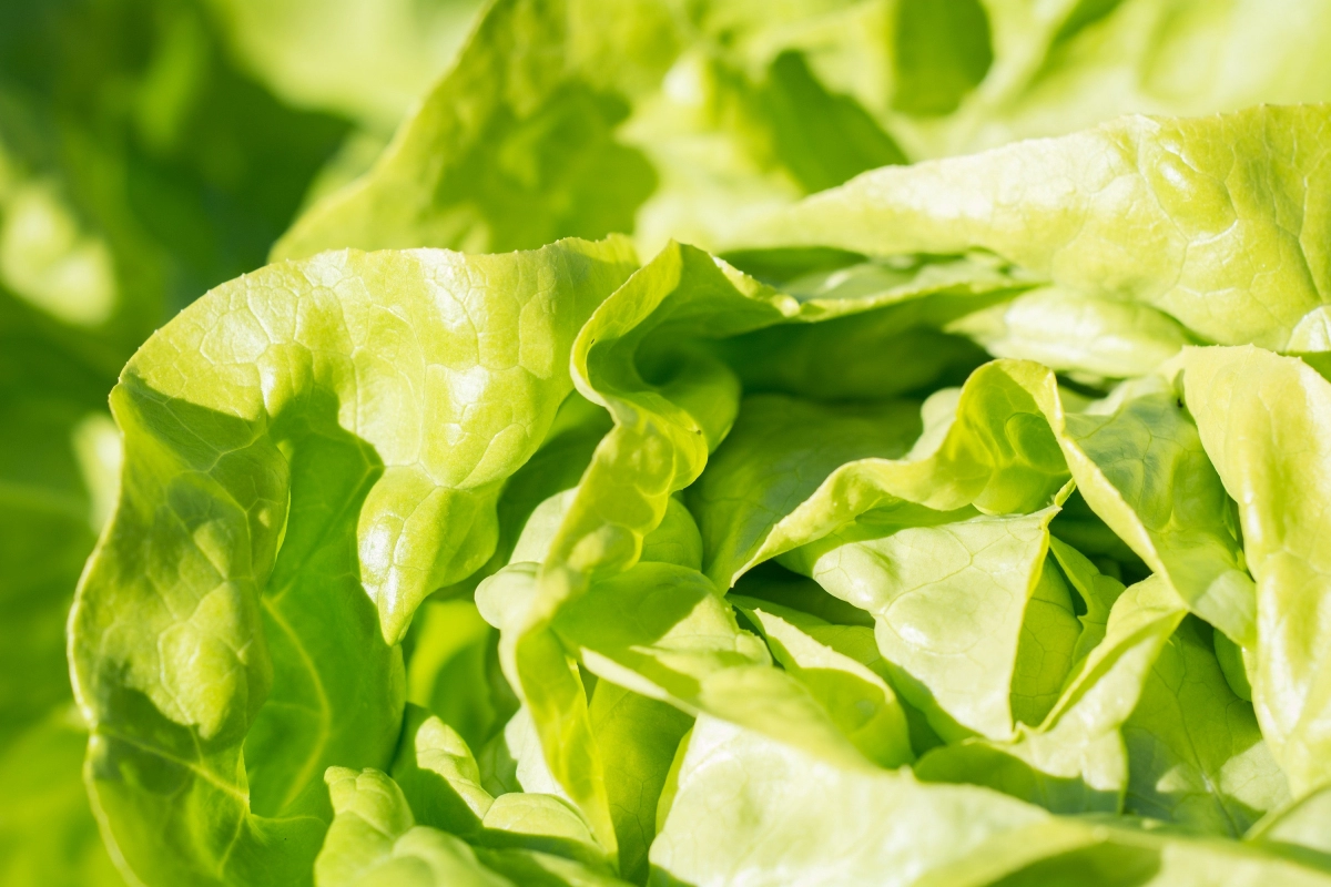 Why is Romaine Lettuce So Commonly Recalled?