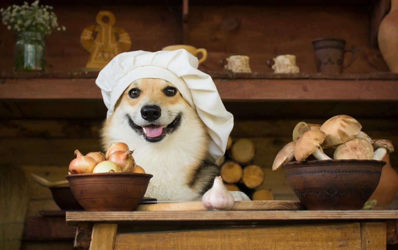 Food Safety in Dog-Friendly Restaurants