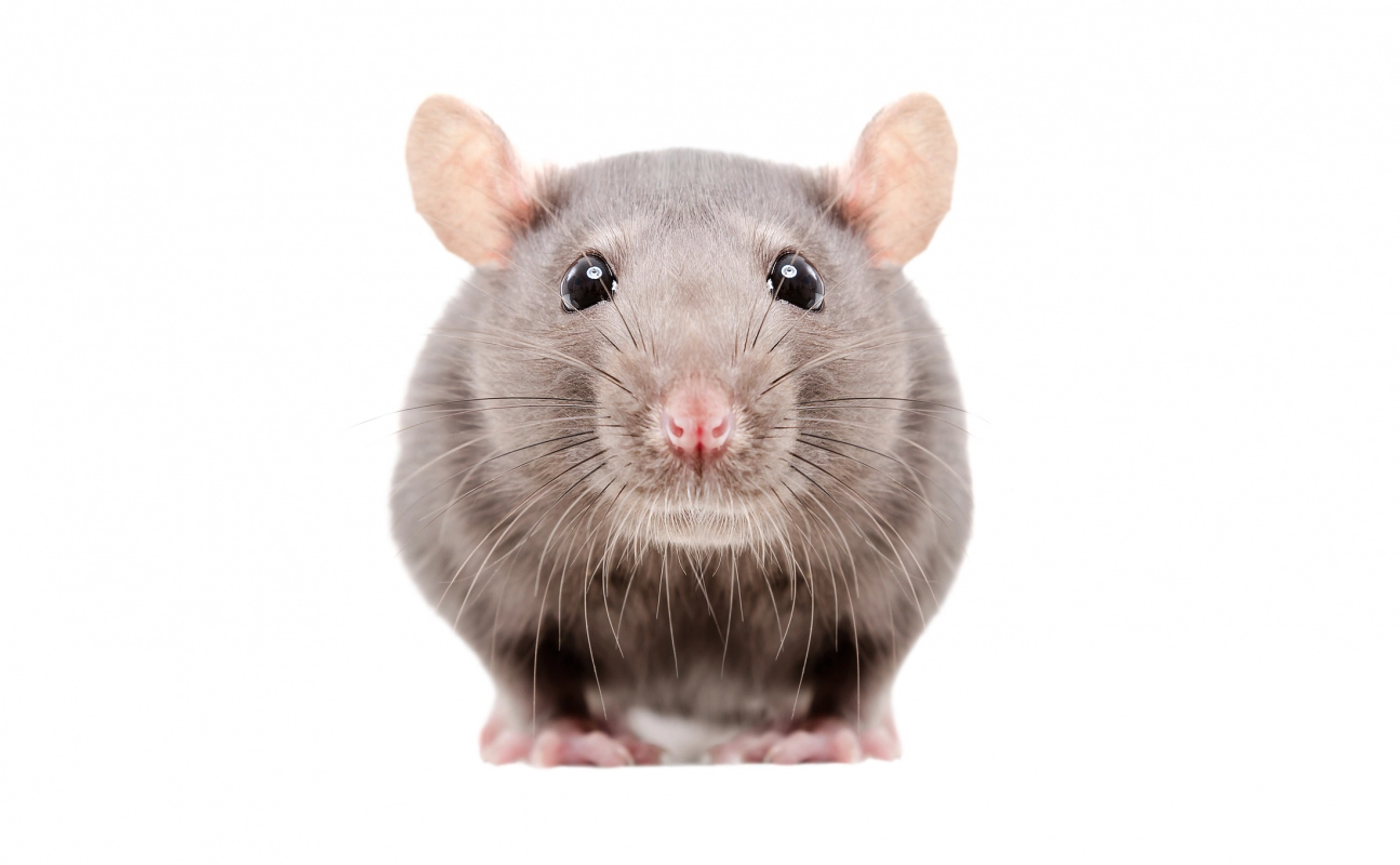 Rodent Control and Food Safety in a Food Service Business